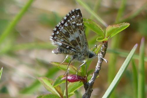 Réf. 301 867 : Pyrgus malvae